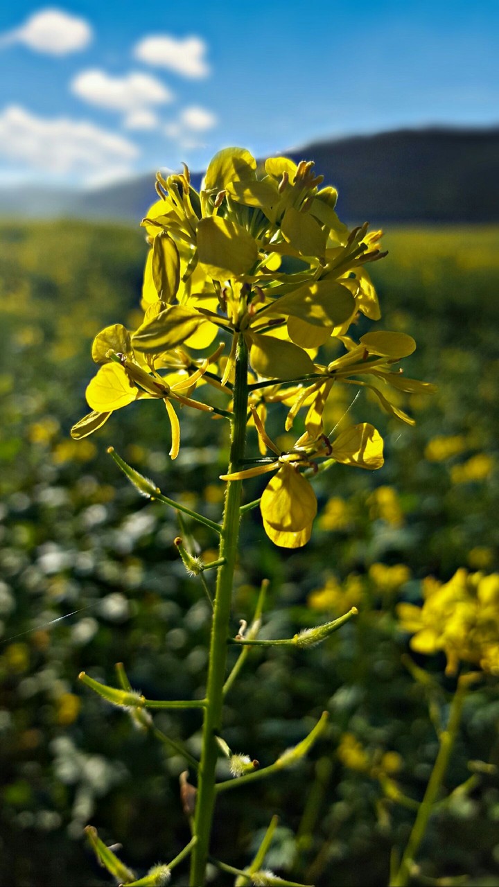 yellow flower in makro