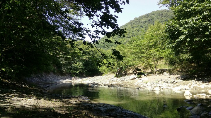 Beautiful forest