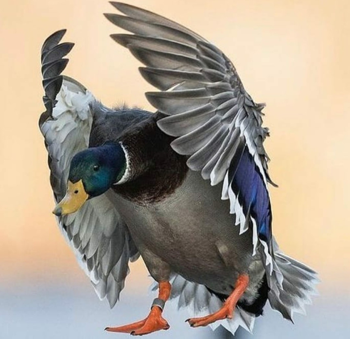 Ducks