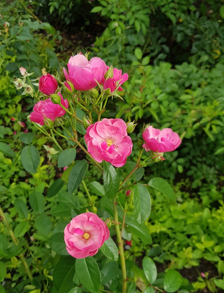 flowers