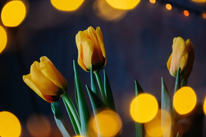tulip