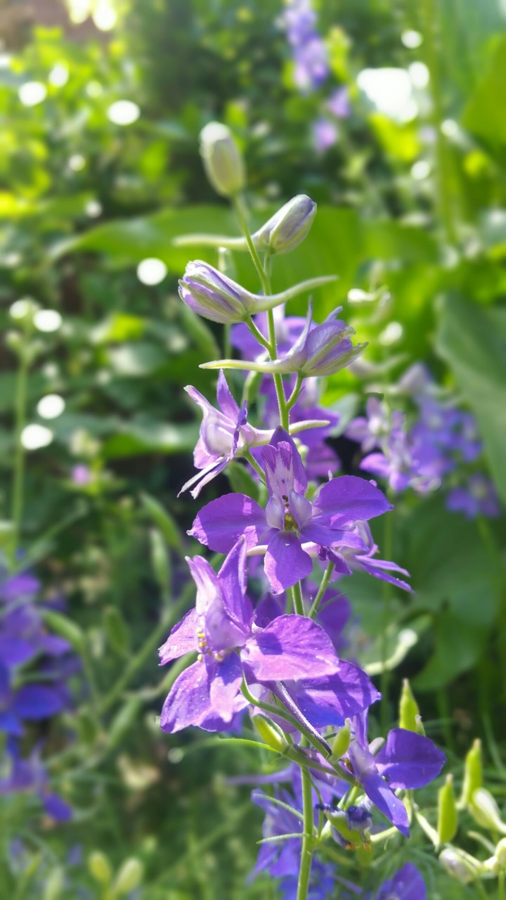 FLower