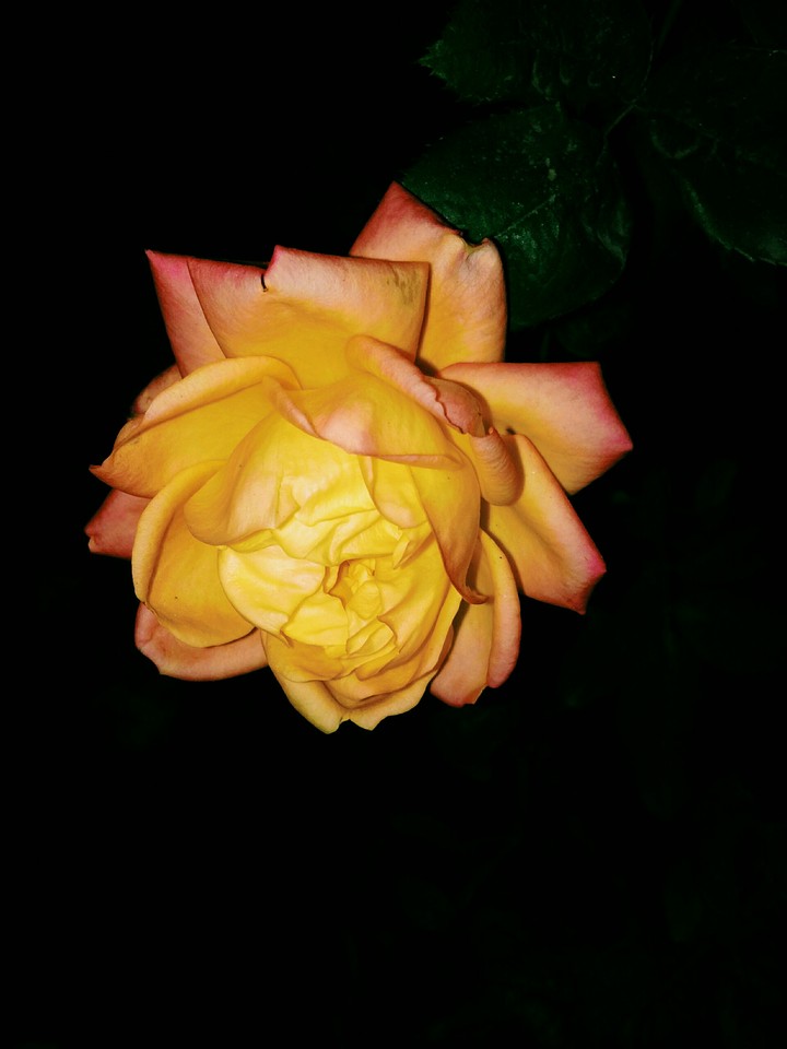 A Rose Plant... ✨❤