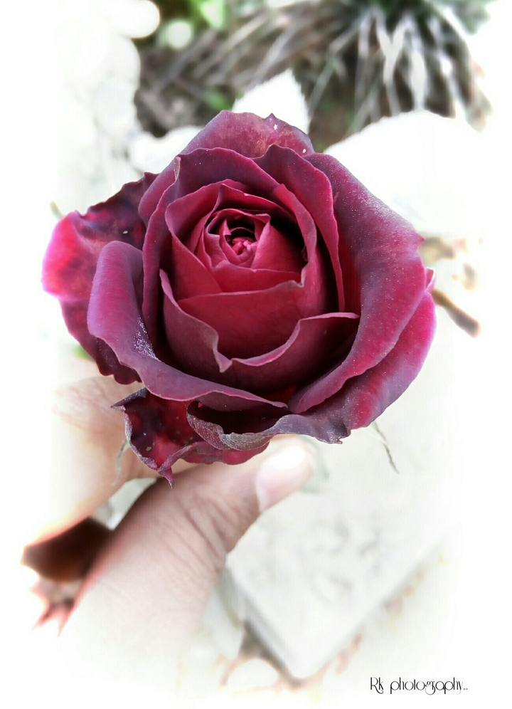 love rose 