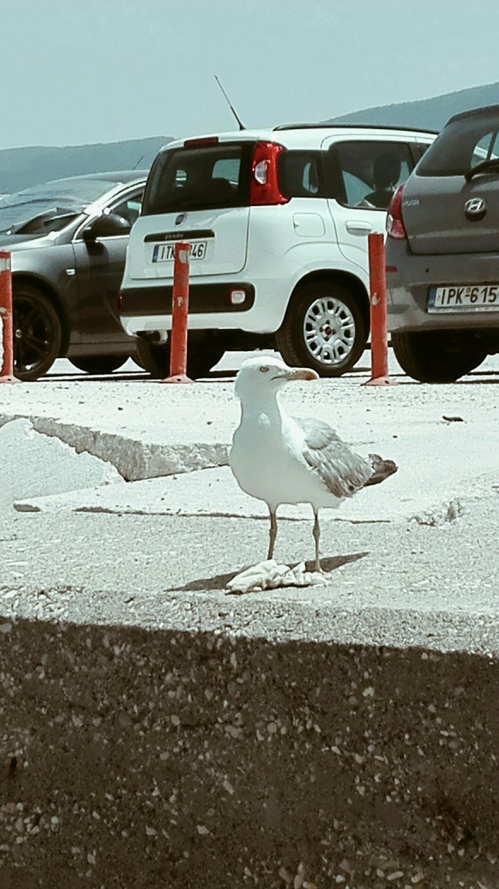 Γλάρος!