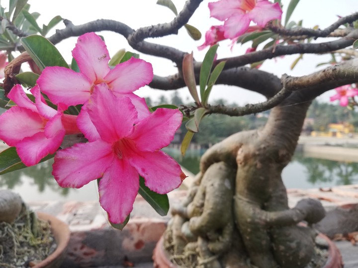 tree#life#flower