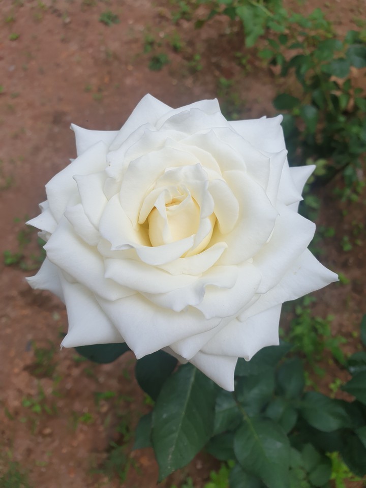 white rose