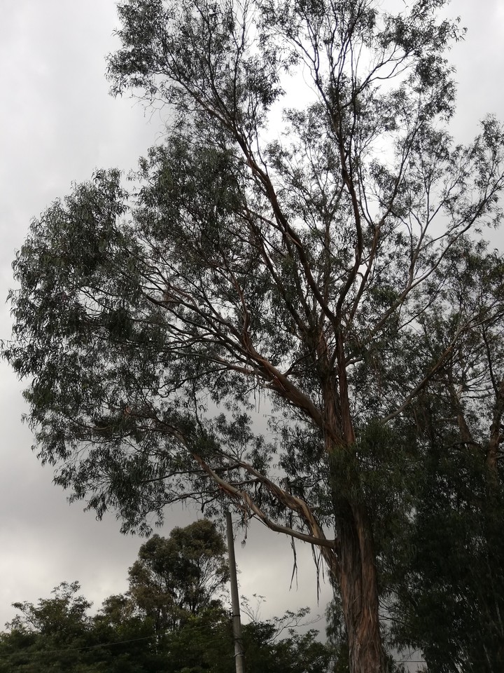 arbol