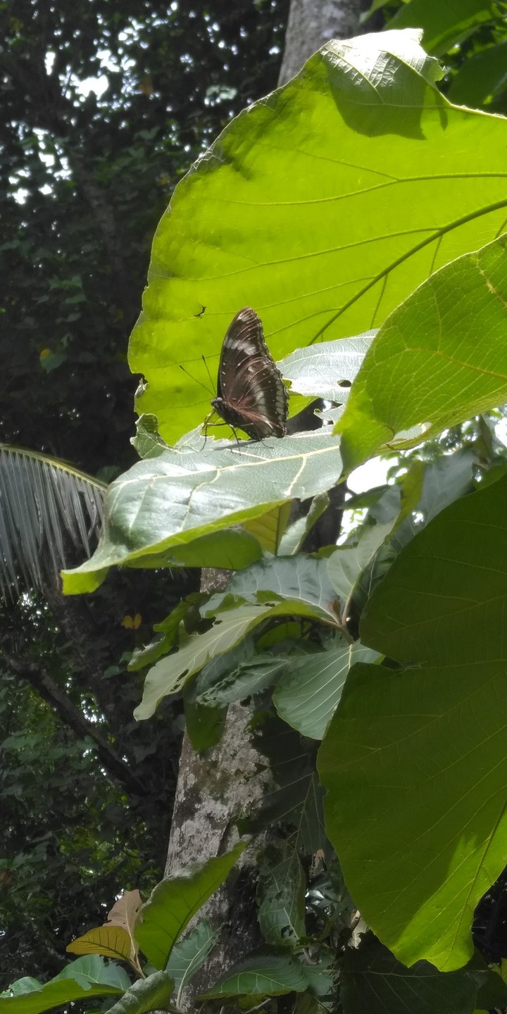 Butterfly