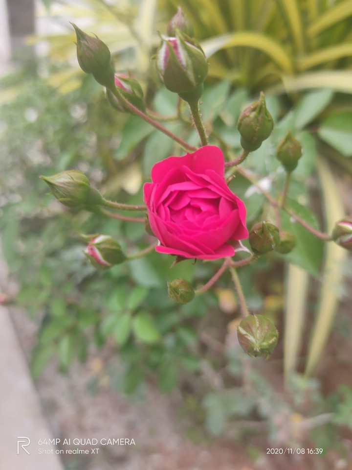 rose