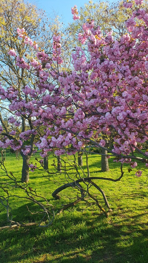 branch, spring壁紙