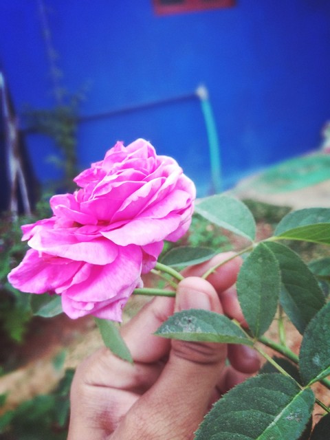 pink Rose