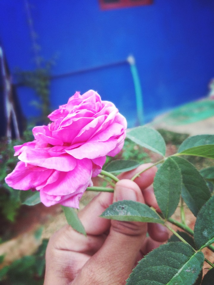 pink Rose