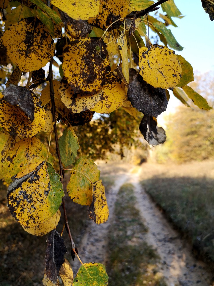 yellow leaves, autumn road