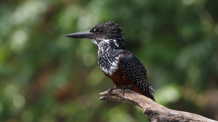 bird