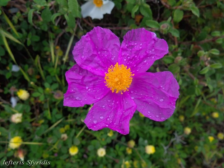 flower