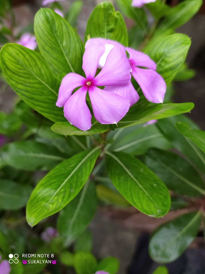 Beuty of Nature