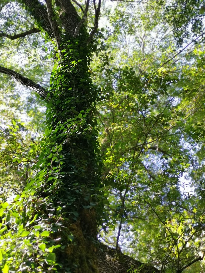 Greenery