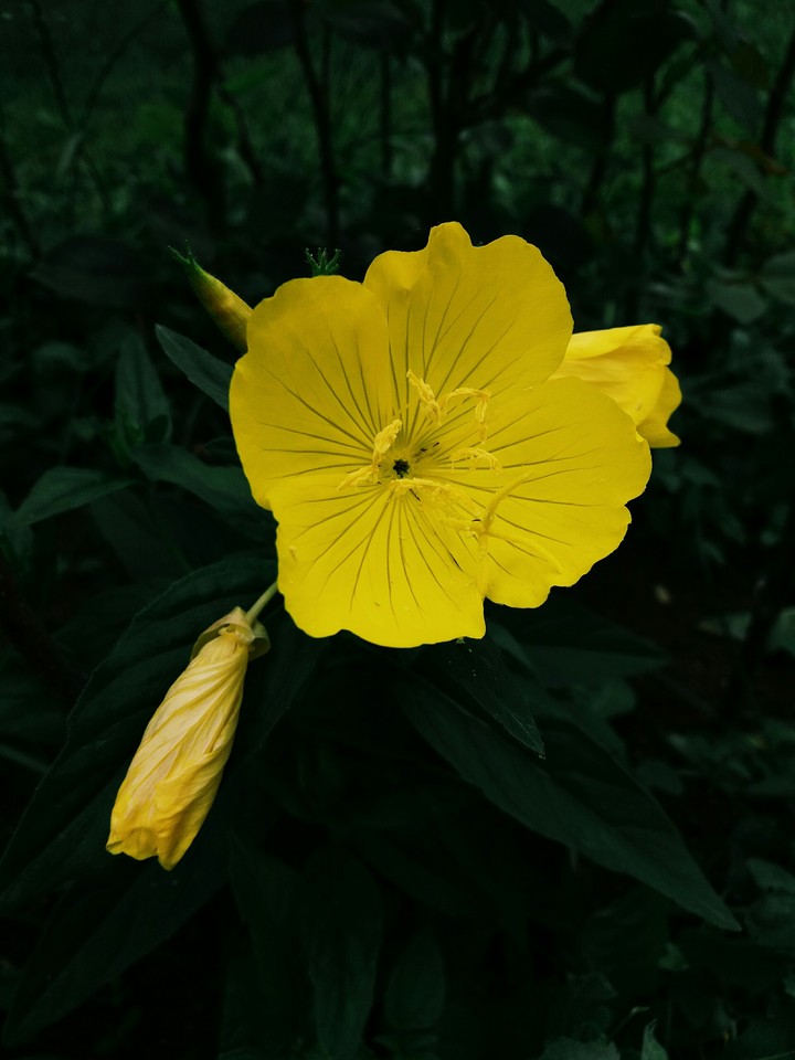 Yellow.