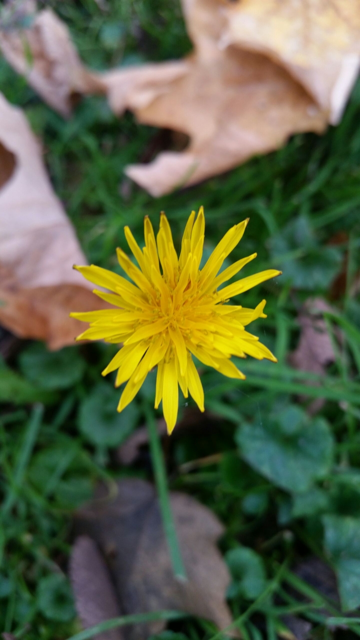 yellow wild flower