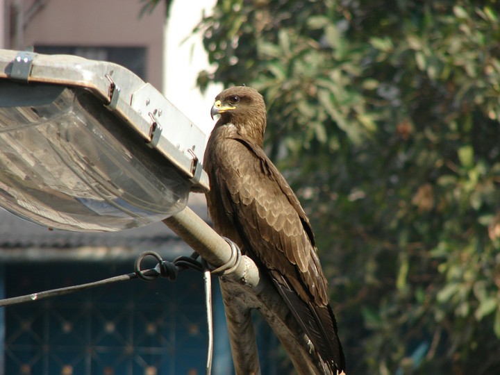 Yellow beaked grey Kite
