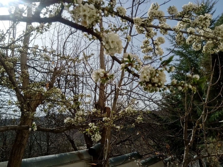 blossoms