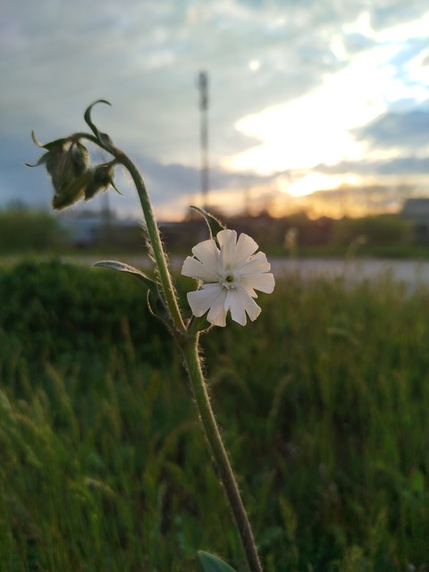 خلفيات pedicel, flower