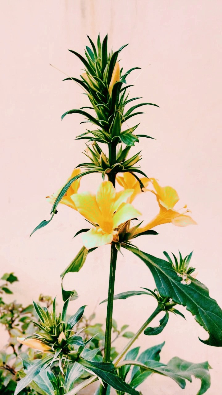 kesar flower