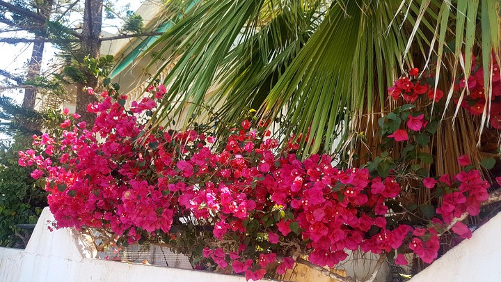 boughenvillea