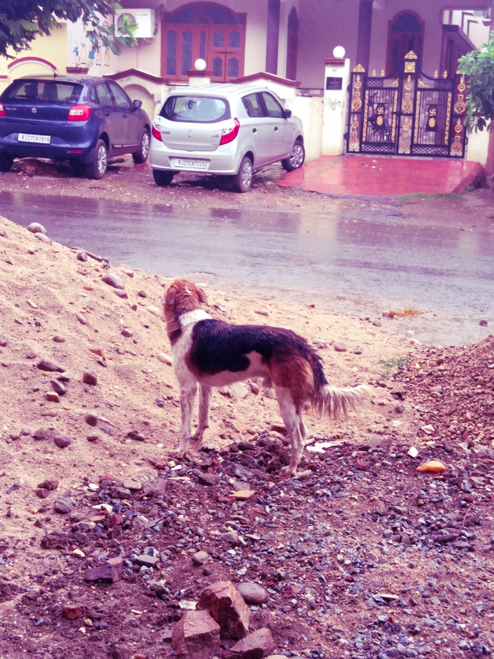 dog in the rain