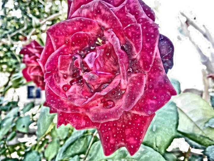 Rosa