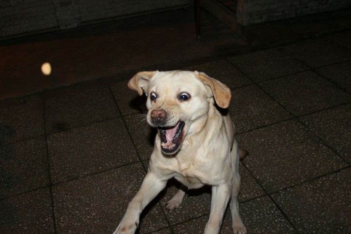 my crazy dog 