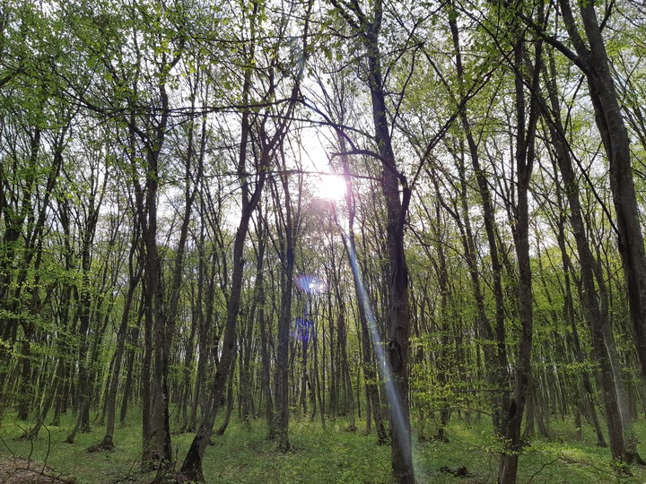 Nature