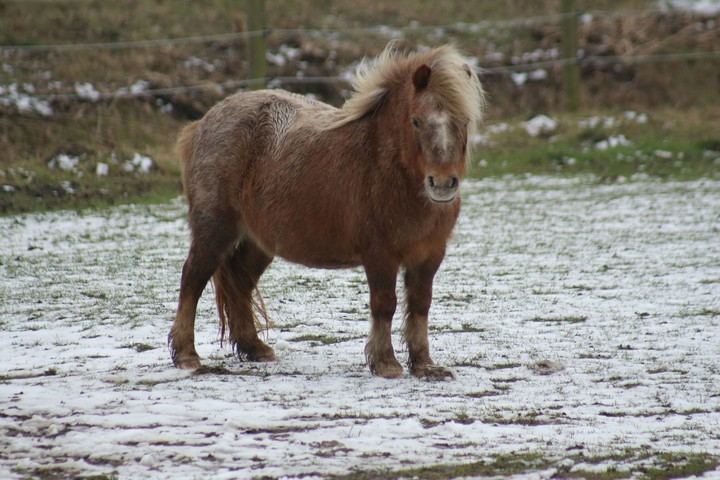 horse