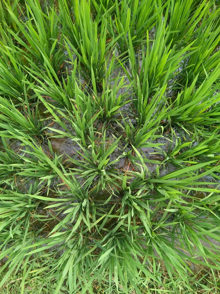 field