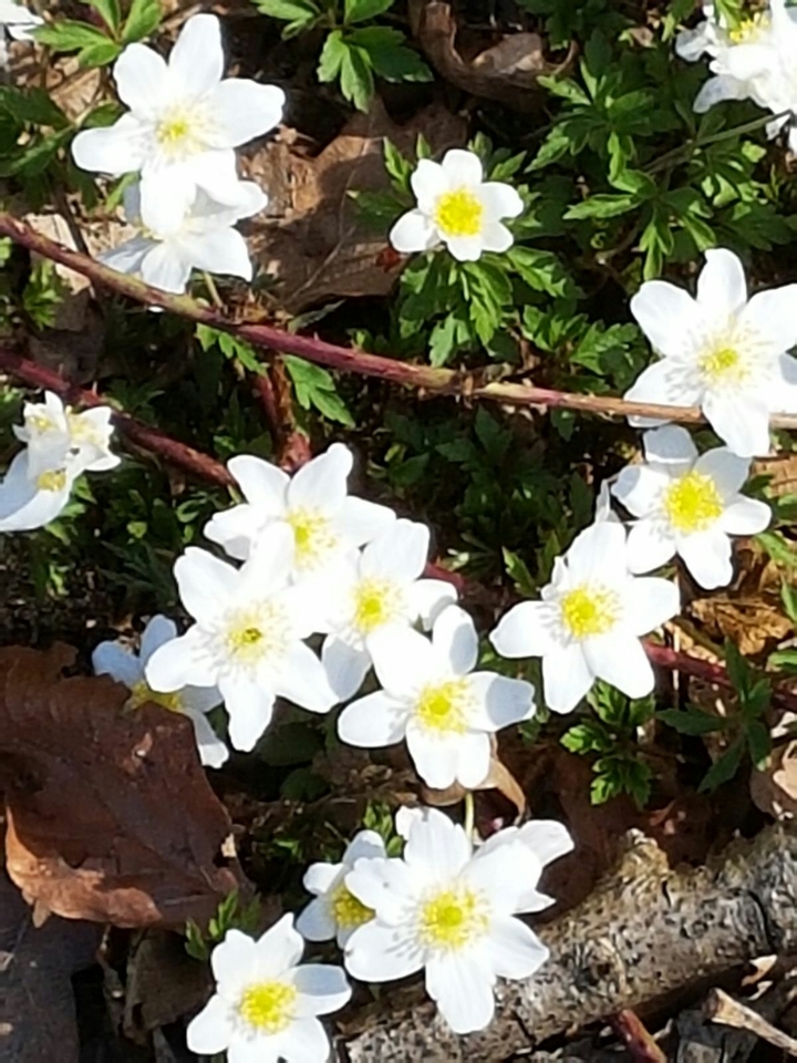 Beautiful springflowers