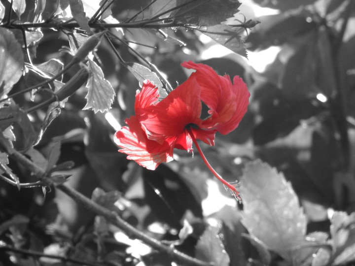Lovely Hibiscus