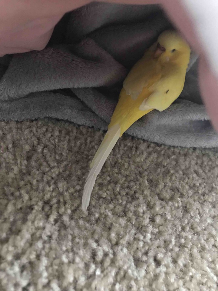 im cozy