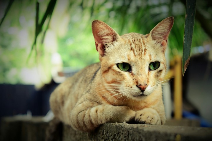 cat's beauty