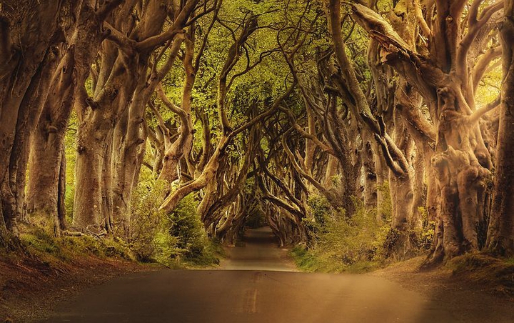 the mysterious Dark Hedges