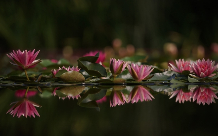 Flora