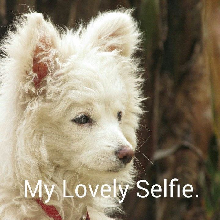 Selfie