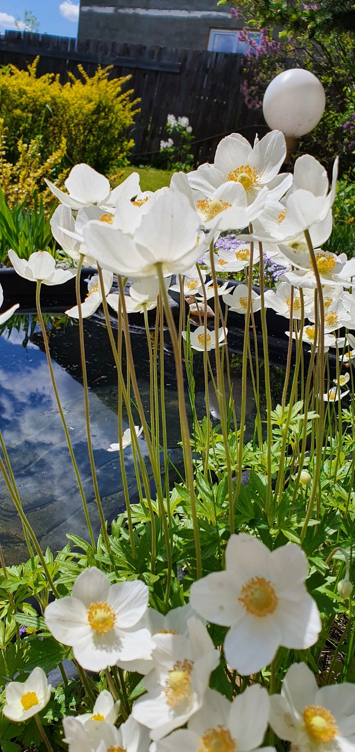 Цветы. Flowers