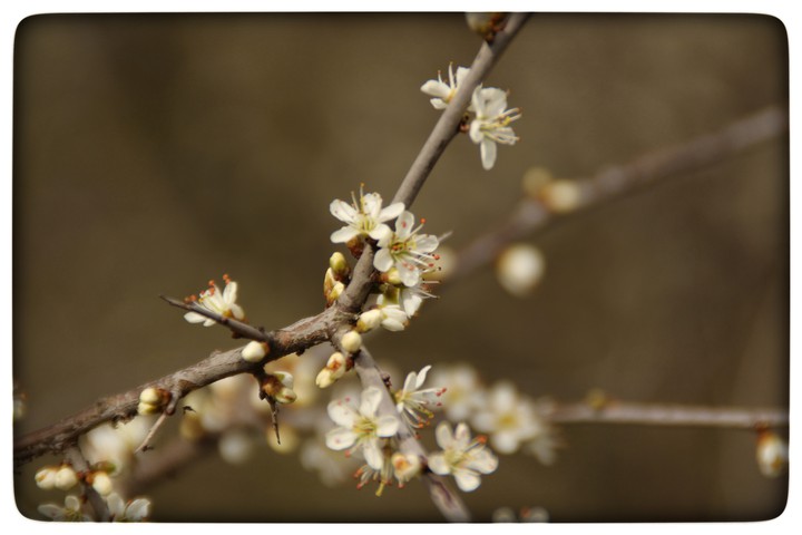 blossom