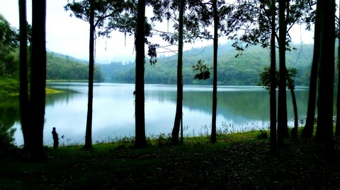 misty solitude