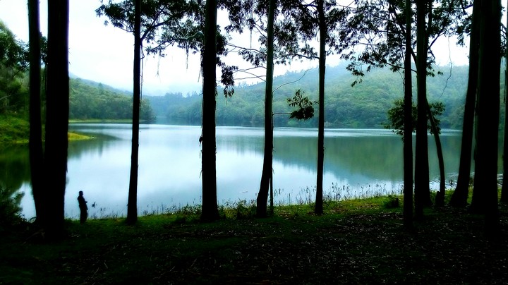 misty solitude