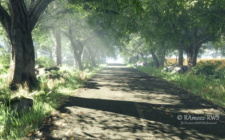 Forest road