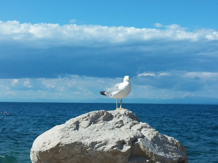 Seagull