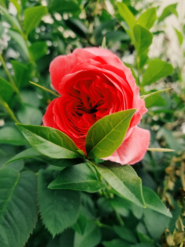 rose enjoying the summer