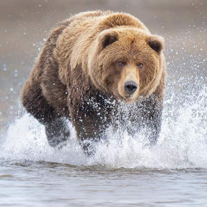 Wildlife